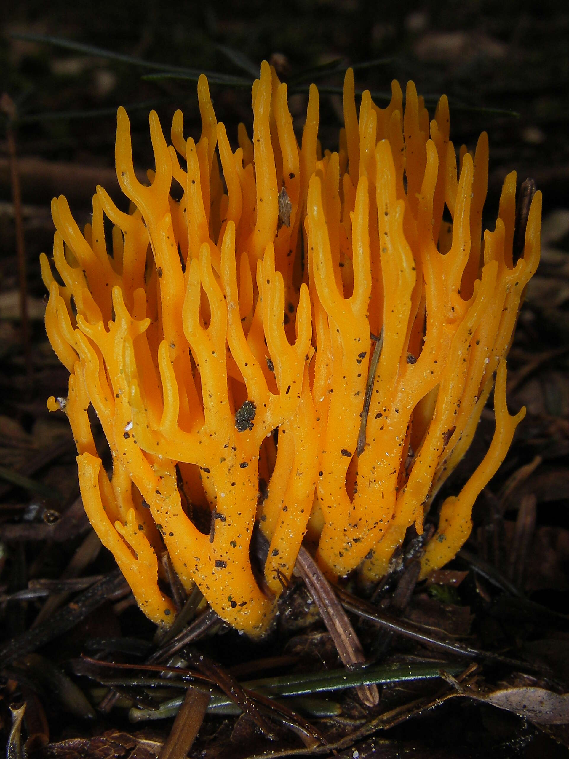 Imagem de Calocera viscosa (Pers.) Fr. 1821