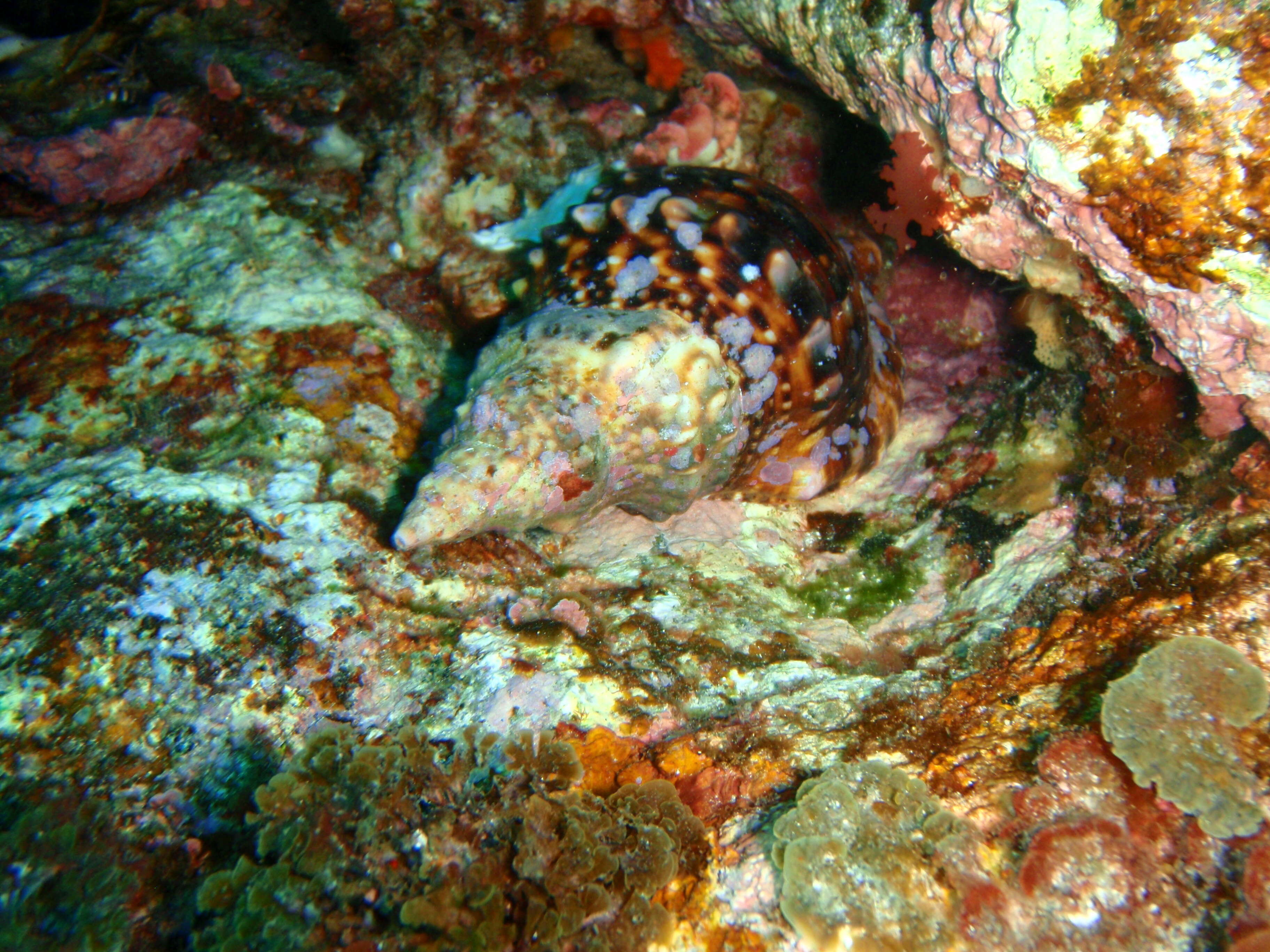 Image of knobbed triton