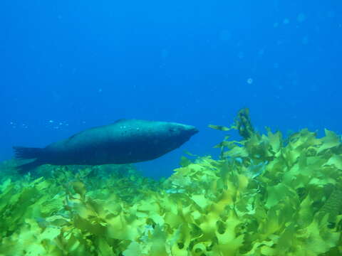 Image of Antipodean Fur Seal