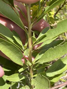 Image of showy goldenrod