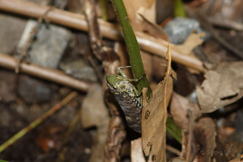 Image of Platybrachys decemmacula (Walker 1851)