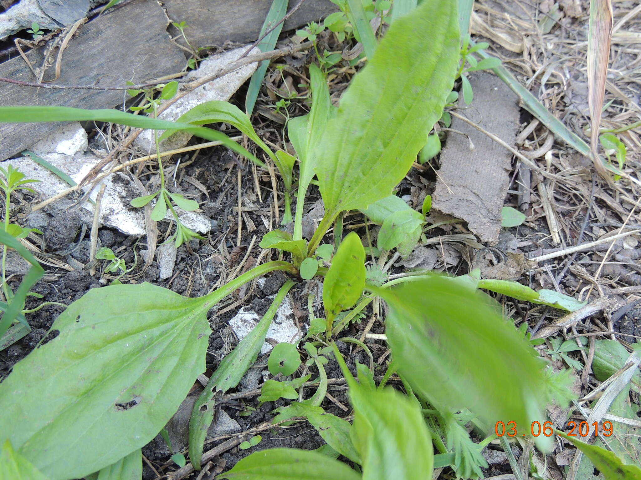 Plantago uliginosa F. W. Schmidt resmi