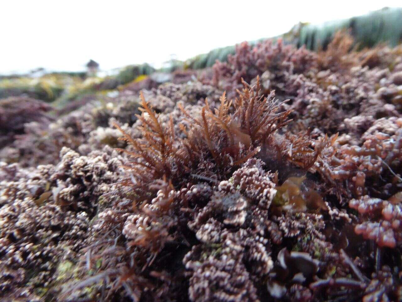 Image of Gelidium coulteri