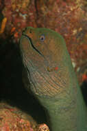 Image of Chestnut moray