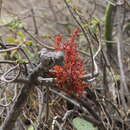 Image of Dendrophthora mesembryanthemifolia Griseb. ex Urban