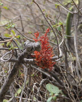 Image of Dendrophthora mesembryanthemifolia Griseb. ex Urban