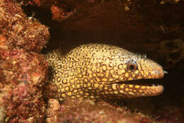 Image of Jewel moray