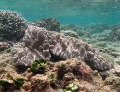 Image of Leather coral