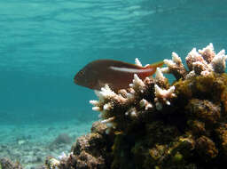 Image of Arc-eye Hawkfish