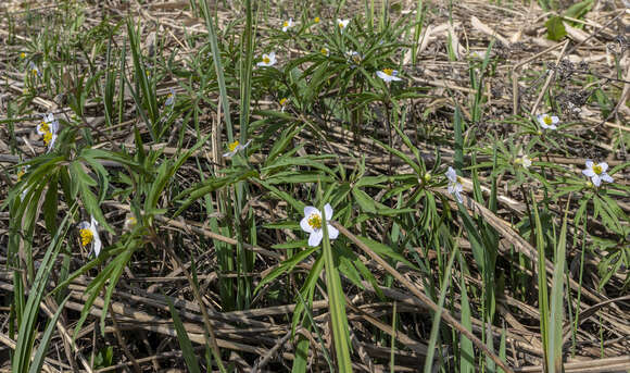 Image of Anemone caerulea DC.