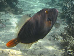 Image of Barred Filefish