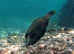 Image of Honeycomb Filefish