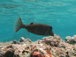 Image of Spotted boxfish