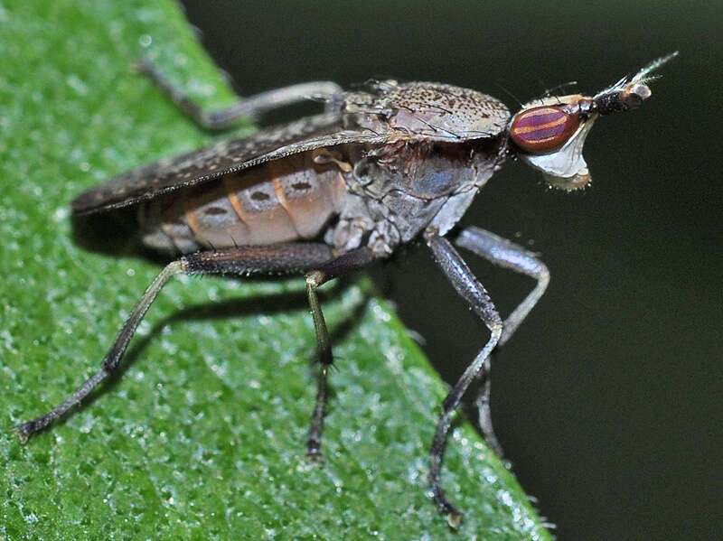 Image de Euthycera cribrata (Rondani 1868)