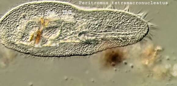 Image de Peritromus tetramacronucleatus Ozaki & Yagiu 1941