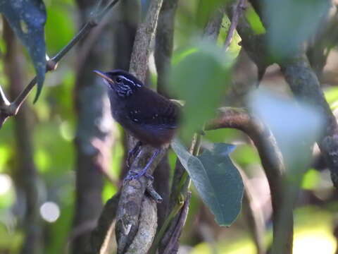 Image of White-breasted Wood Wren