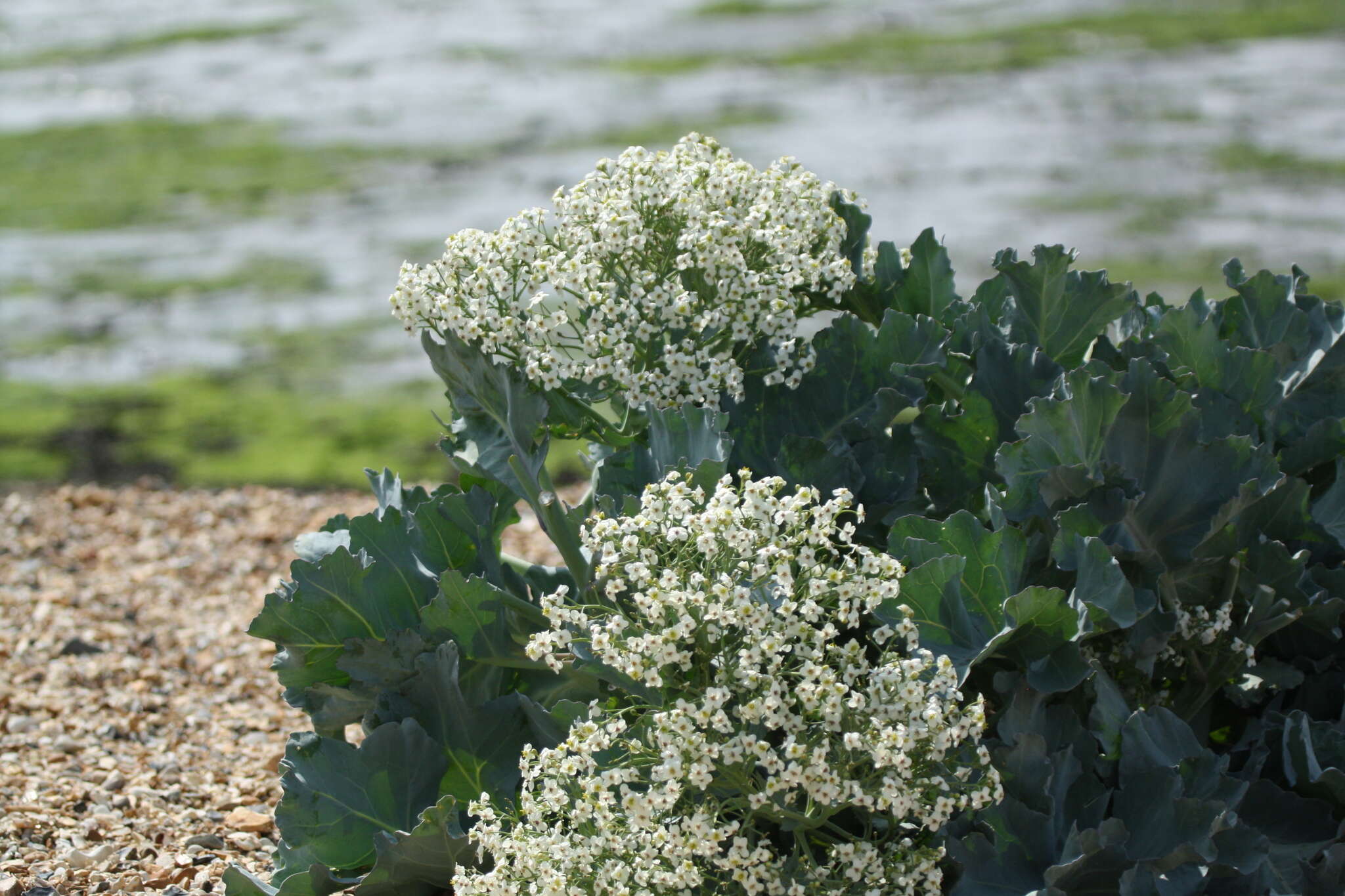 Image of sea kale