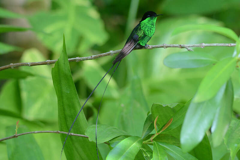 Слика од Trochilus scitulus (Brewster & Bangs 1901)