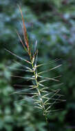 Image of Eastern Bottle-Brush Grass