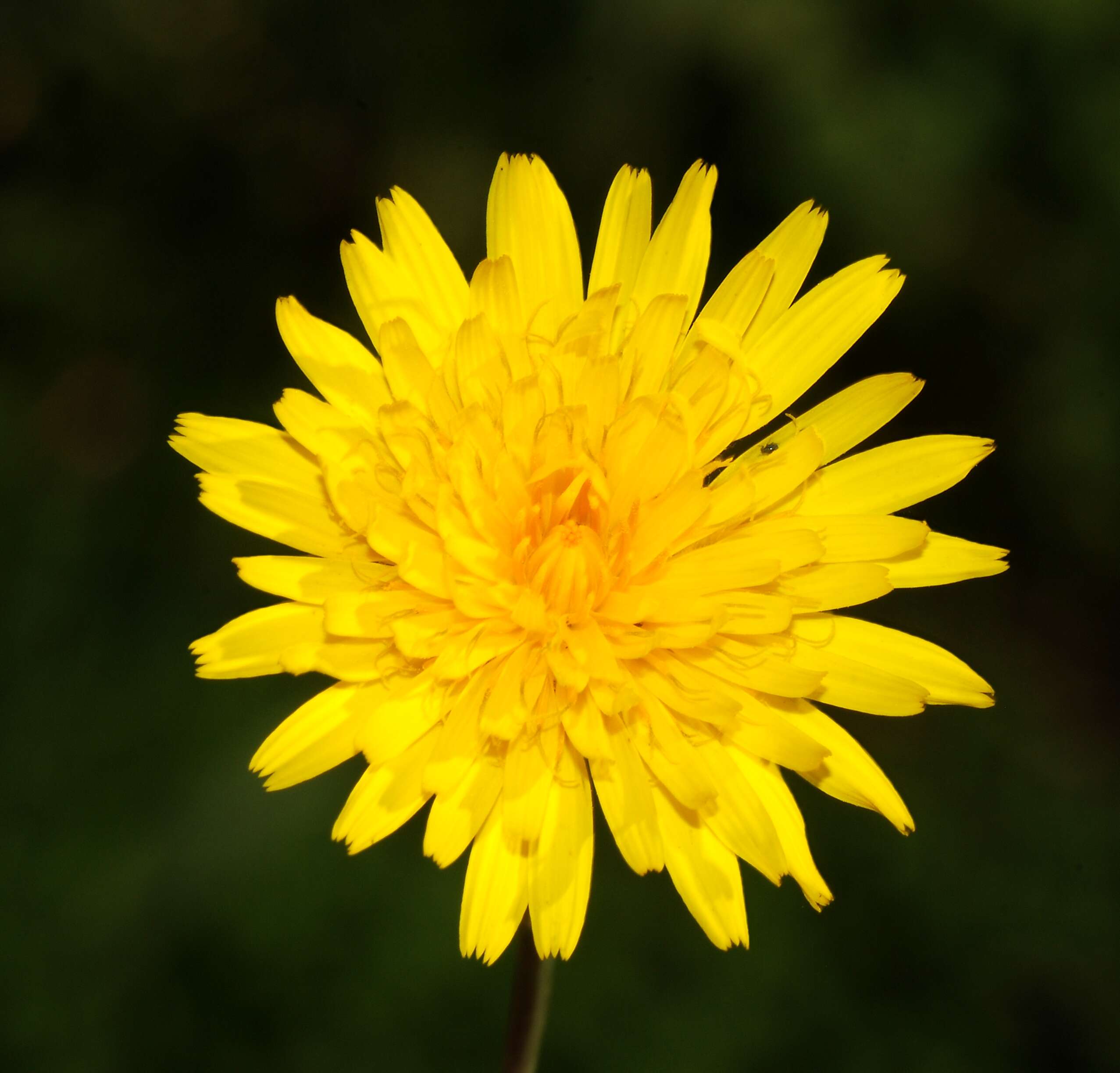 Image of common hawkweed