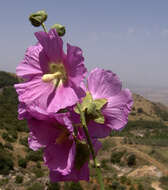 Image de Alcea dissecta (Baker) Zoh.