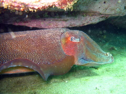 Image of Giant Australian Cuttlefish