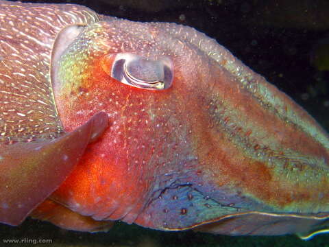 Image of Giant Australian Cuttlefish