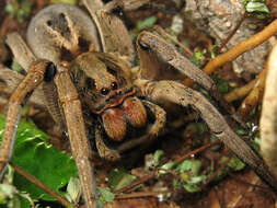 Image of Lycosa erythrognatha Lucas 1836