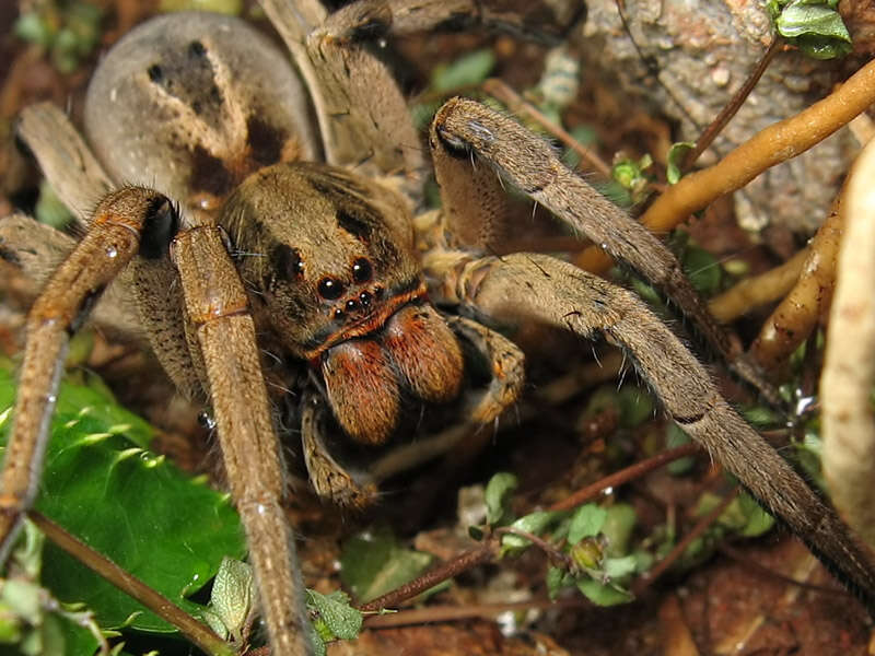 Image of Lycosa erythrognatha Lucas 1836