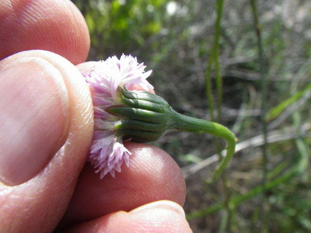 Image of Bolandia pinnatifida (Thunb.) J. C. Manning & Cron