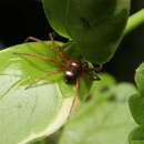 Image of Metallic Crab Spider