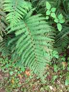 Image of Polystichum pungens (Kaulf.) C. Presl