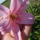 Image of Crinum powellii Baker