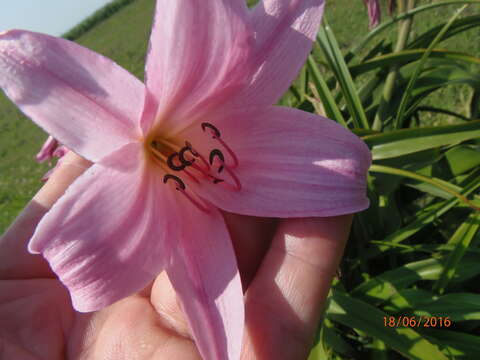 Image of Crinum powellii Baker