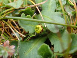 Image of Brachyscome radicata Hook. fil.