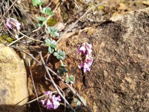 Imagem de Indigofera mauritanica (L.) Thunb.