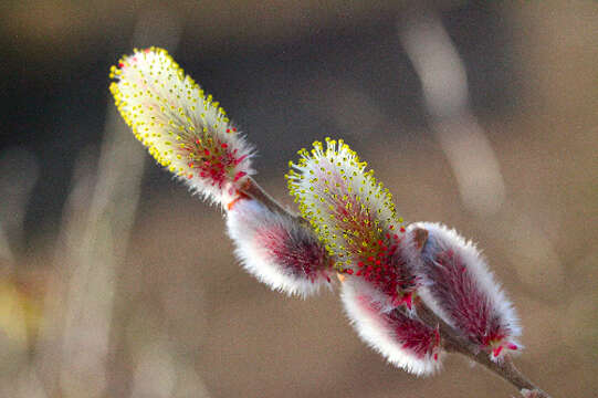 Image of rose-gold pussy willow