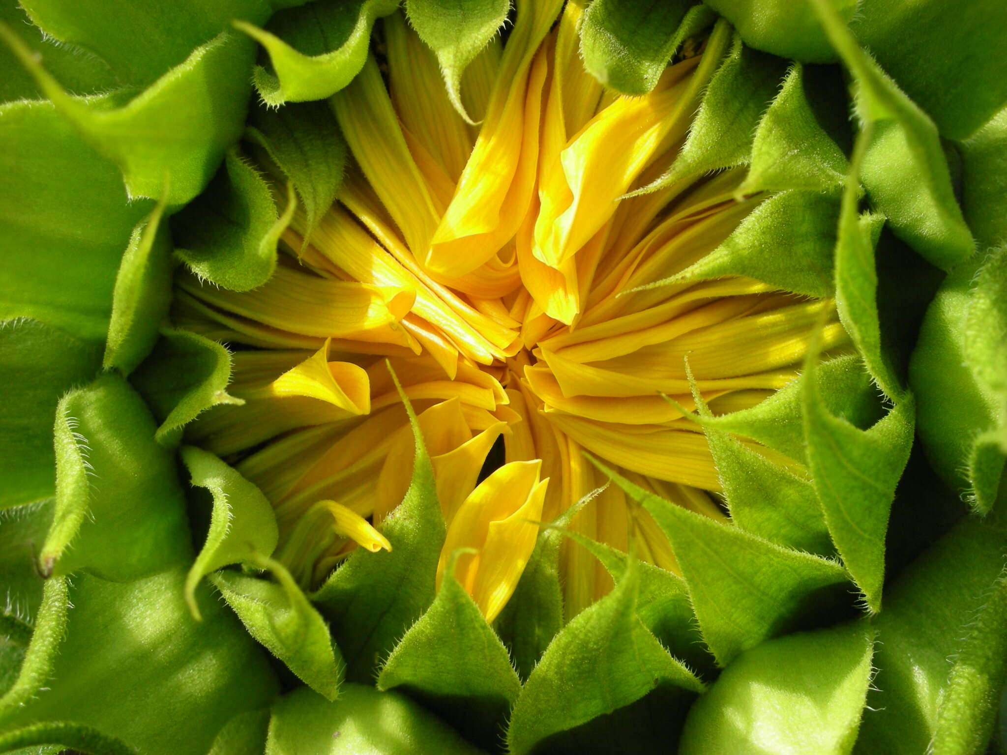 Image of common sunflower