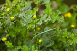 صورة Malachra capitata (L.) L.