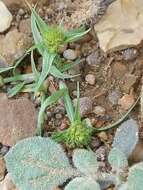 Image of Cyperus michelianus (L.) Delile