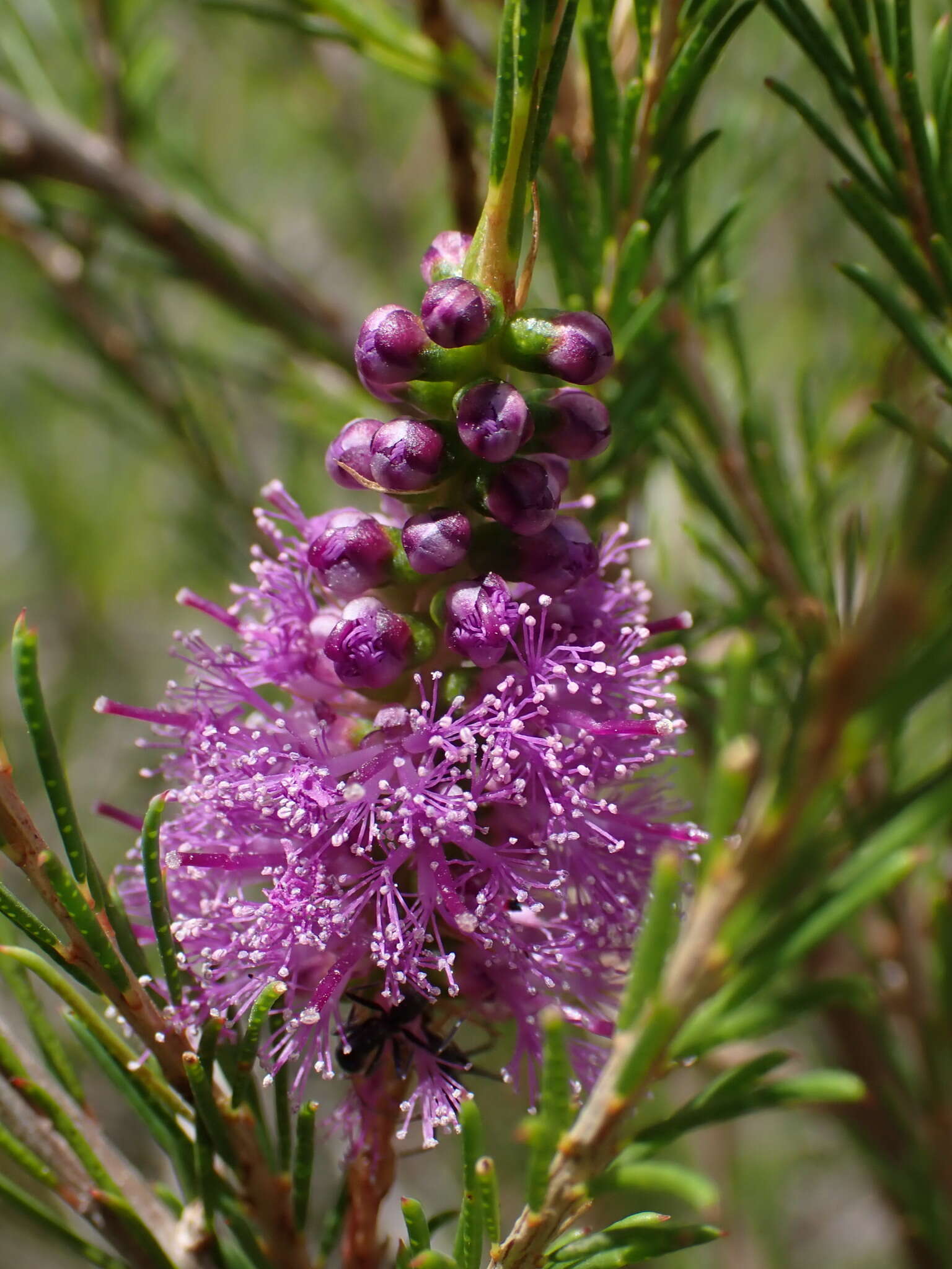 Image of Melaleuca diosmatifolia Dum.-Cours.