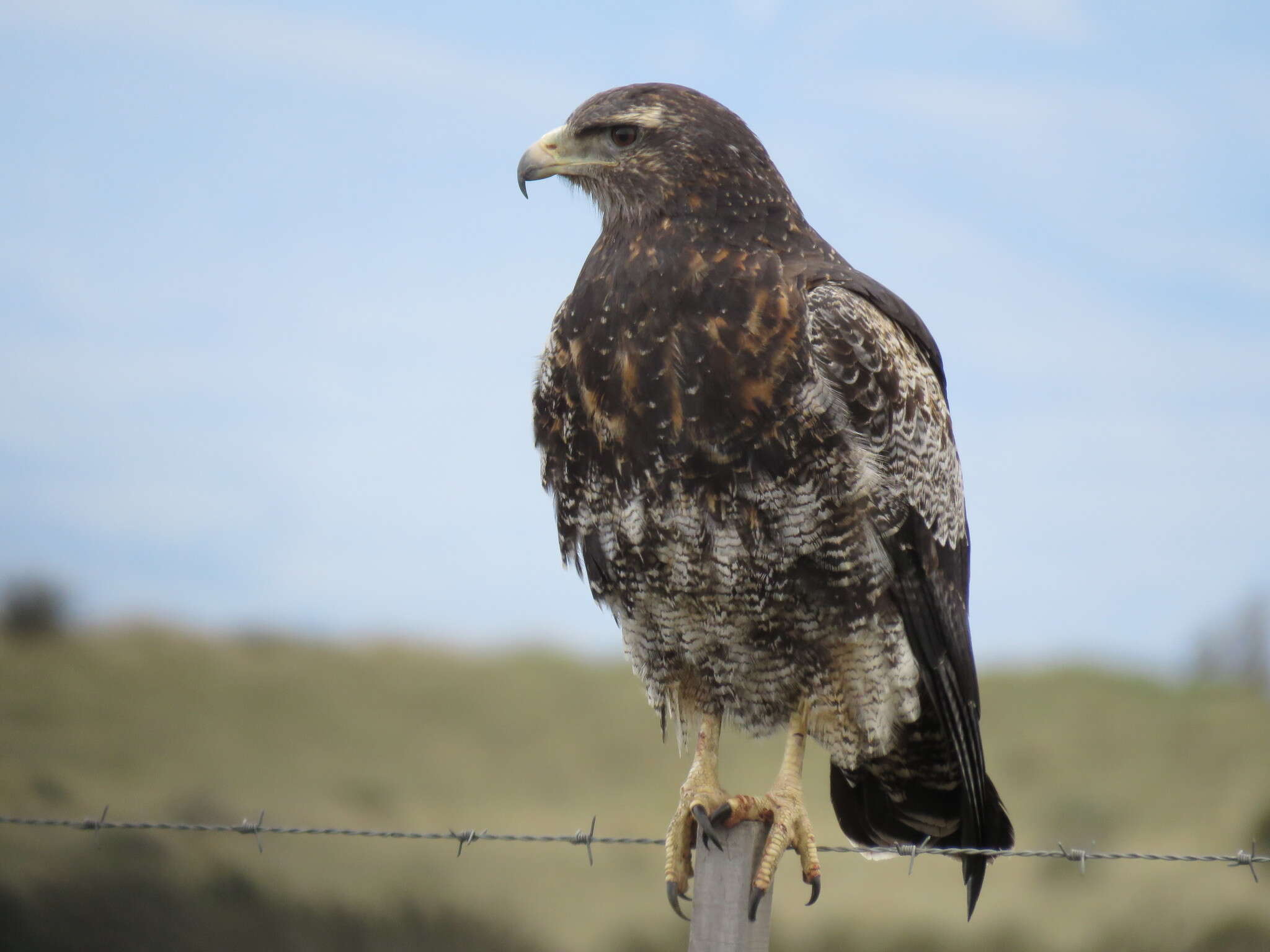 Image of Black-chested Buzzard-Eagle