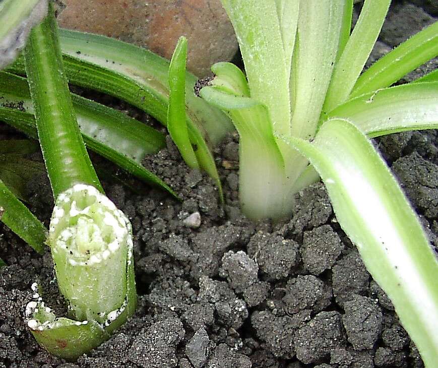 Image of black salsify