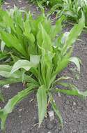 Image of black salsify