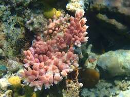 Image of Staghorn coral