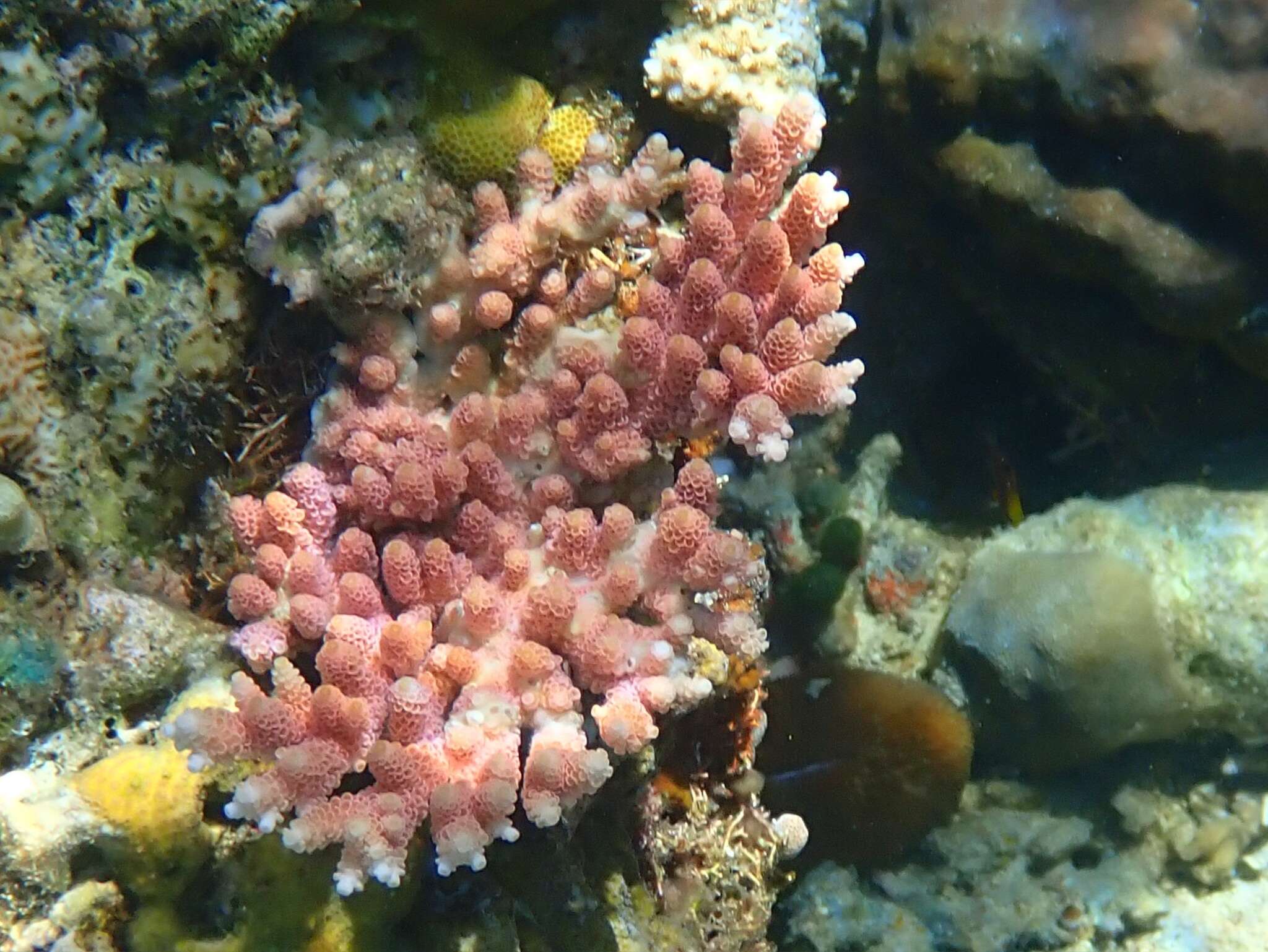 Plancia ëd Acropora millepora (Ehrenberg 1834)