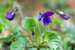 Image of sweet violet