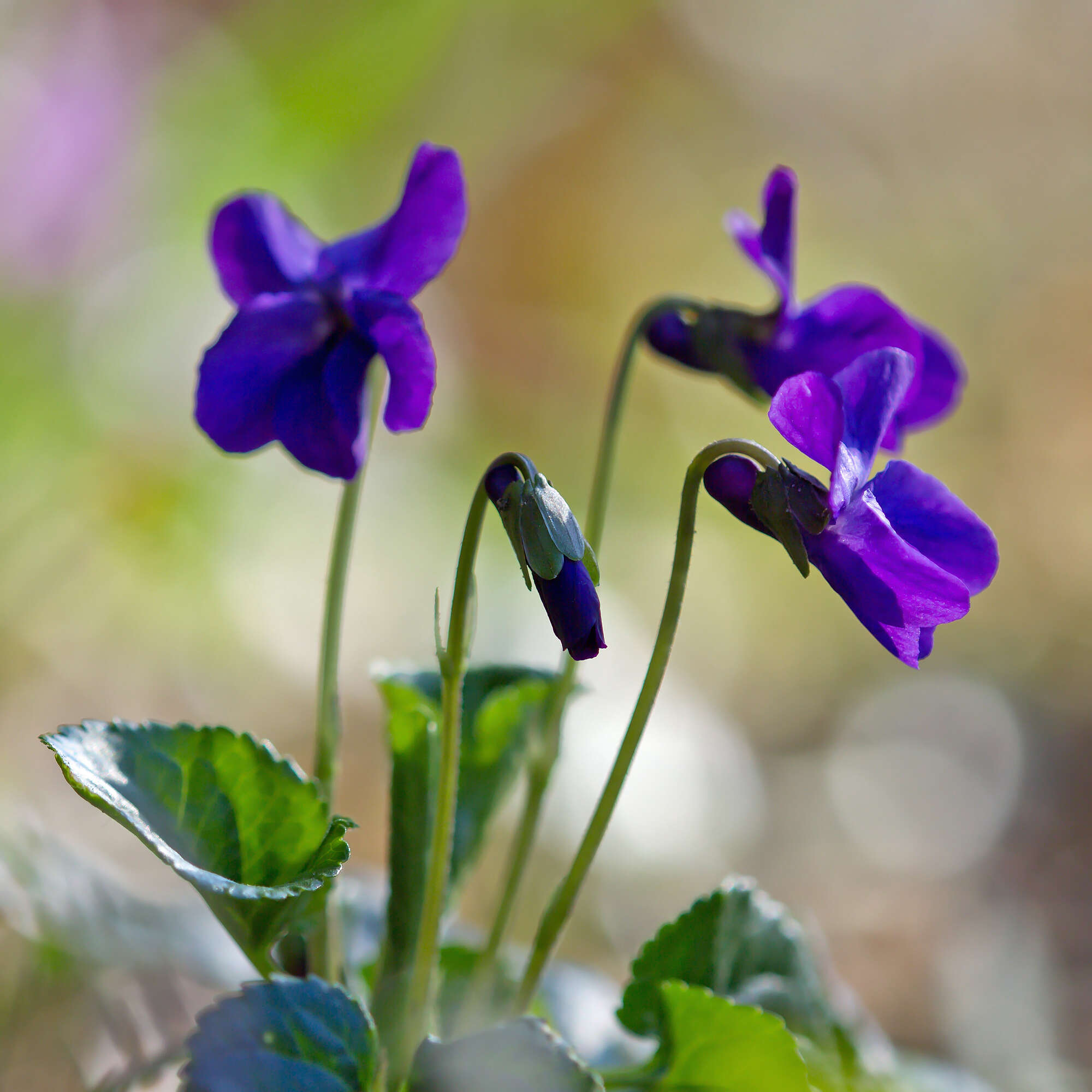 Image of sweet violet