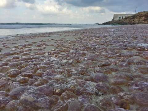 Image of Purplestriped jellyfishes