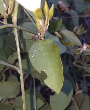 Image of Bonamia sulphurea (T. S. Brandegee) Myint & D. B. Ward